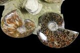 Tall, Composite Ammonite Fossil Display - Million Years Old #120701-3